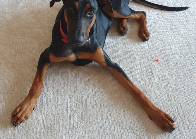 7 aylık kısır doberman